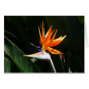 Search for birds of paradise note cards Floral