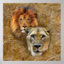 Search for lion and lioness posters Africa