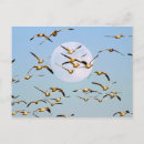 Search for bosque del apache postcards Snow geese