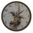 Search for lizard clocks Reptile