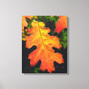 Search for oak leaf Colour
