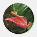 Search for calla lily magnets Nature