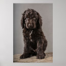 Search for cockapoo art Puppy