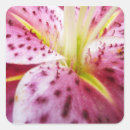 Search for stargazer stickers Floral