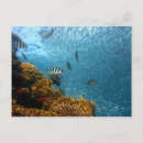 Search for coral reef life postcards Diving