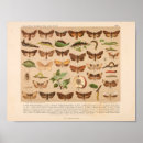 Search for vintage insect art Bugs