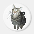 Search for tabby magnets Cute