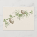 Search for pinecone postcards Fall