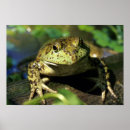 Search for frog posters Amphibian