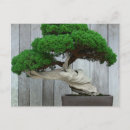 Search for bonsai postcards Asia