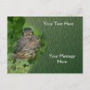 Search for fledgling postcards Baby bird