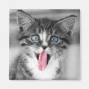 Search for kittens magnets Photography