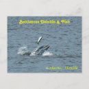 Search for bottlenosed dolphin postcards Florida