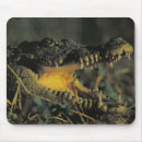 Search for croc mousepads Reptile