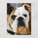Search for bulldog postcards Animal lovers