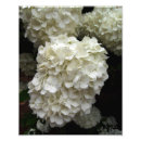 Search for snowball art Flower