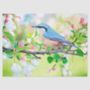 Search for bird tissue paper Animals
