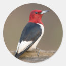 Search for fence stickers Bird