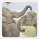 Search for elephant trunk stickers Mammal