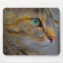Search for observations mousepads Observing