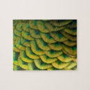 Search for peacock feathers puzzles Colourful
