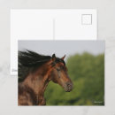 Search for morgan postcards Horse