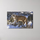 Search for captive canvas prints Big cat