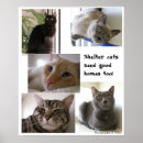 Search for siamese cat art Animals