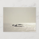 Search for surfaces postcards Photography