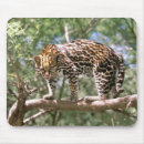 Search for cat paw mousepads Animal