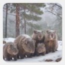 Search for australia wombat stickers Wildlife