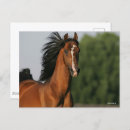 Search for morgan postcards Horse
