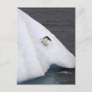 Search for penguin postcards Nature