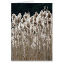 Search for tall grass Autumn