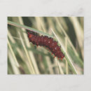 Search for crawl postcards Insect