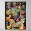 Search for vintage scientific illustration posters Sea
