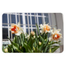 Search for spring daffodils magnets Flowers