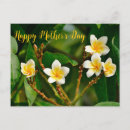 Search for frangipani postcards Plumeria