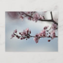 Search for sky top postcards Pink