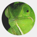 Search for gallo images stickers Animal