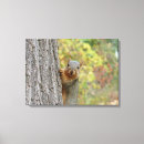 Search for squirrell canvas prints Woods