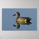 Search for anas posters Nature