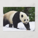 Search for smithsonian postcards Snow