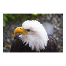 Search for bald headed eagle posters Eagles