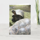Search for tortoise cards Turtle