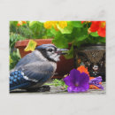 Search for bluejay postcards Feathers
