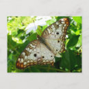 Search for jasmine postcards Nature