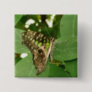 Search for tropical butterfly badges Butterflies