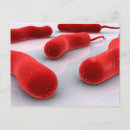 Search for bacteria cells postcards Gram negative bacteria