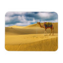 Search for rajasthan magnets India